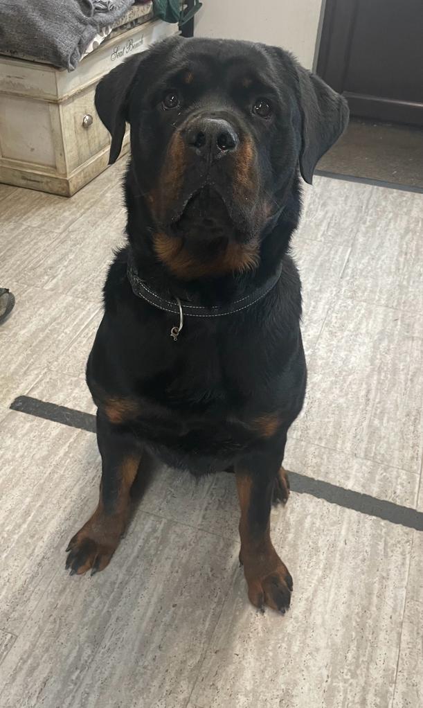 Hondo